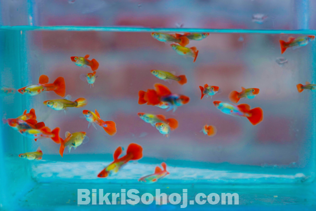 গাপ্পি মাছ